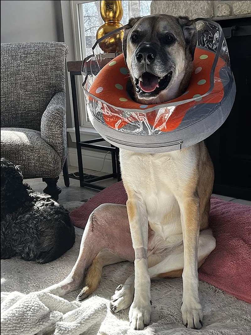 Veterinary Orthopedic Surgery Center