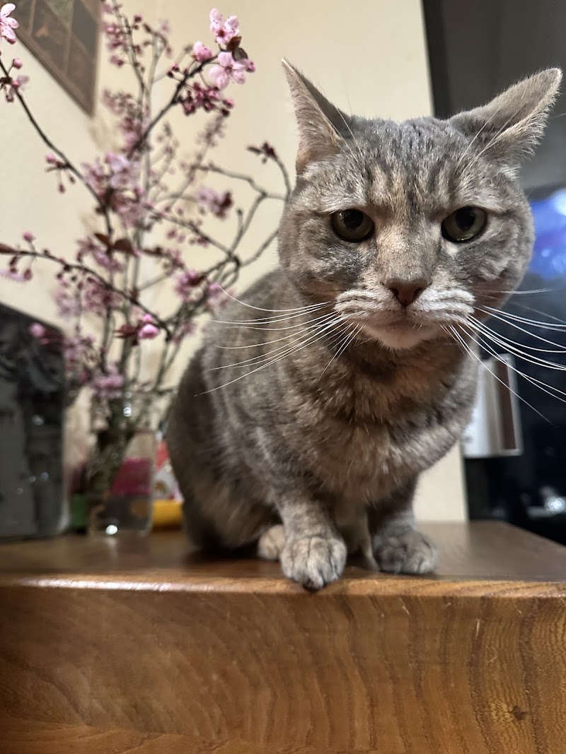 Finn Hill Animal Hospital Kirkland WA