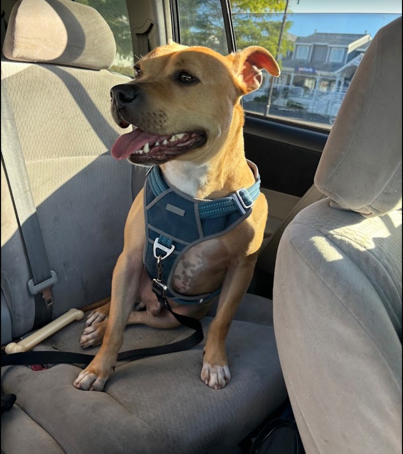 Pennsylvania SPCA - Philadelphia