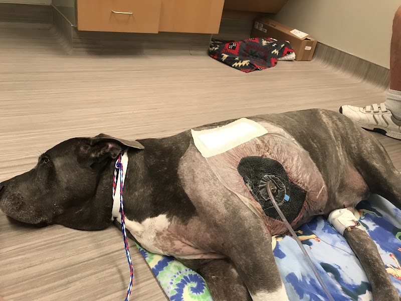 UC Davis Veterinary Hospital - Small Animal Clinic