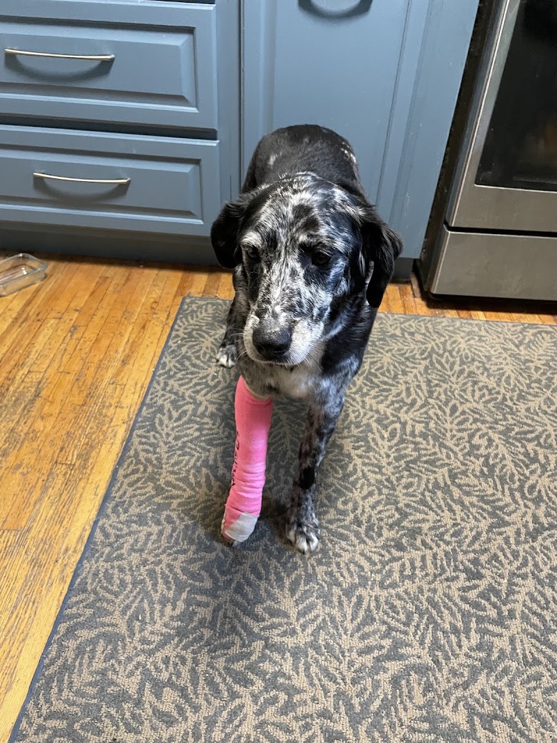 BluePearl Pet Hospital
