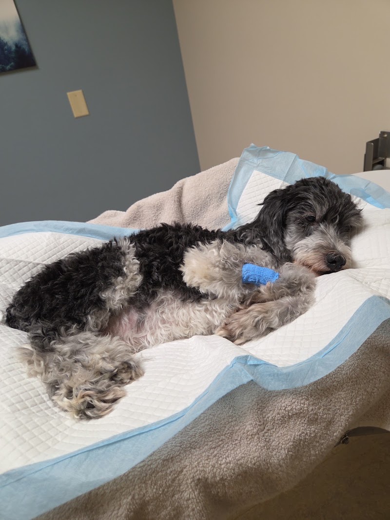 BluePearl Pet Hospital
