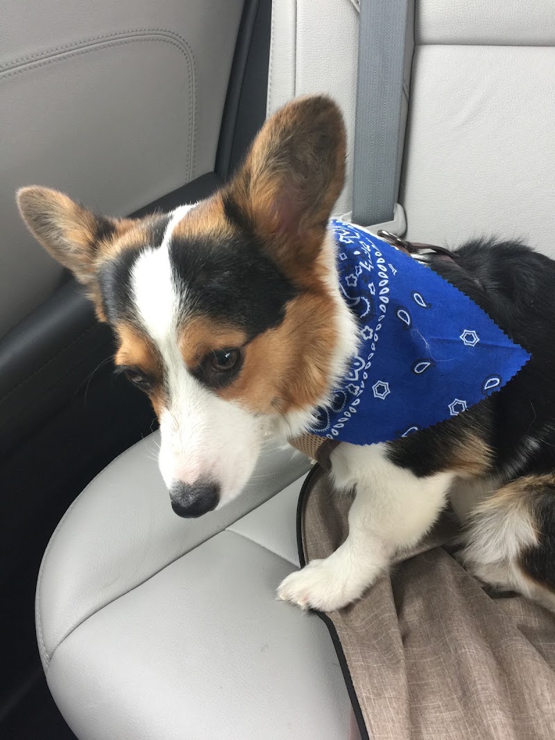 BluePearl Pet Hospital