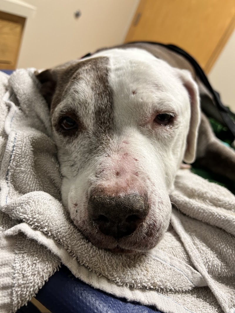 BluePearl Pet Hospital