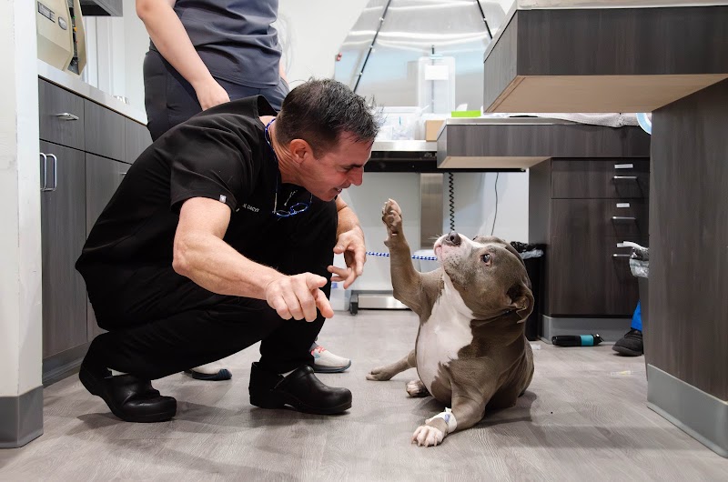 H-Town Veterinary Specialists (Spring Branch)