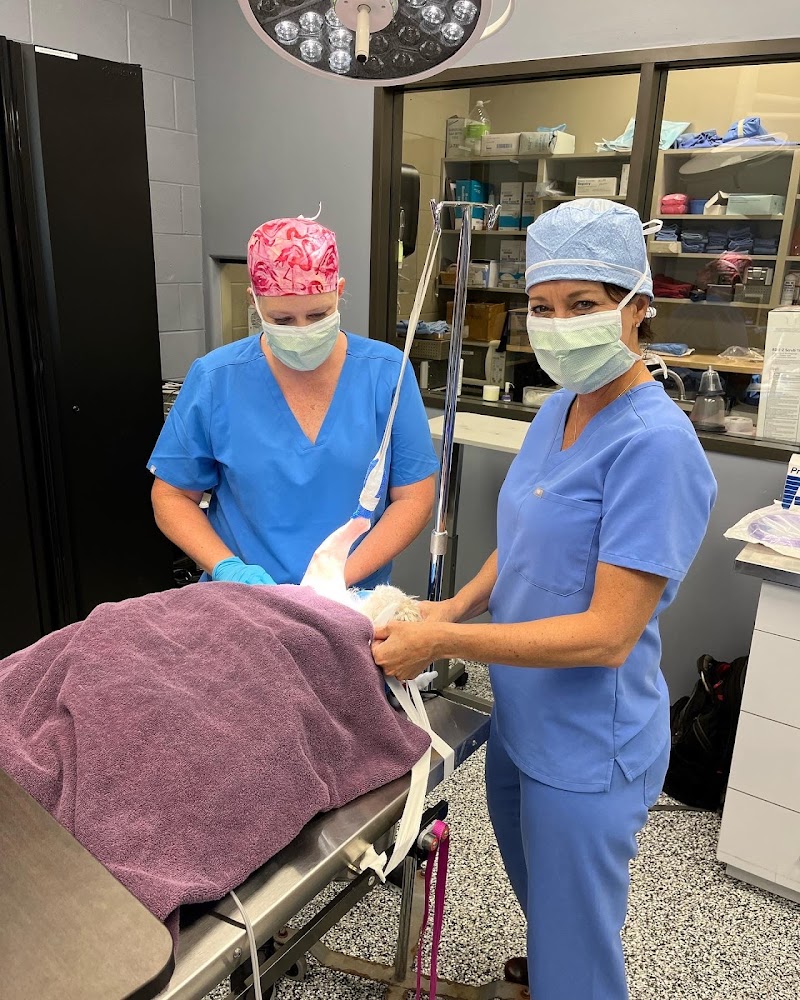 H-Town Veterinary Specialists (Spring Branch)