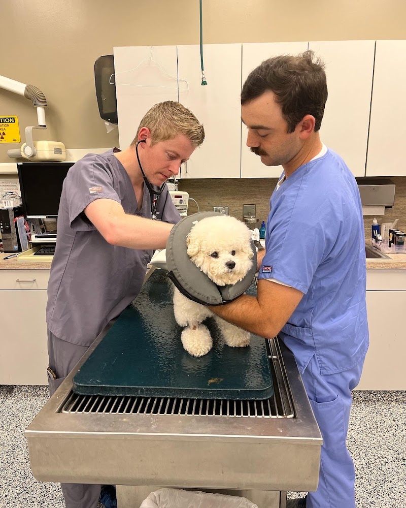 H-Town Veterinary Specialists (Spring Branch)