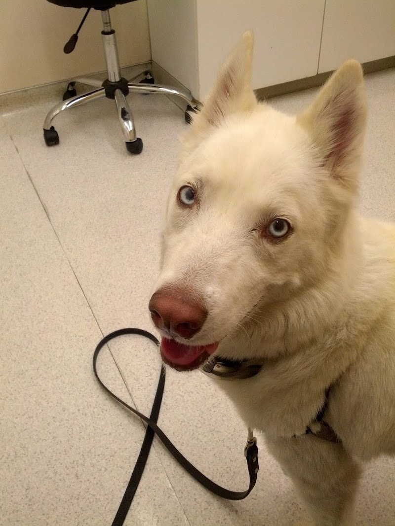 Southern California Veterinary Hospital & Animal Skin Clinic