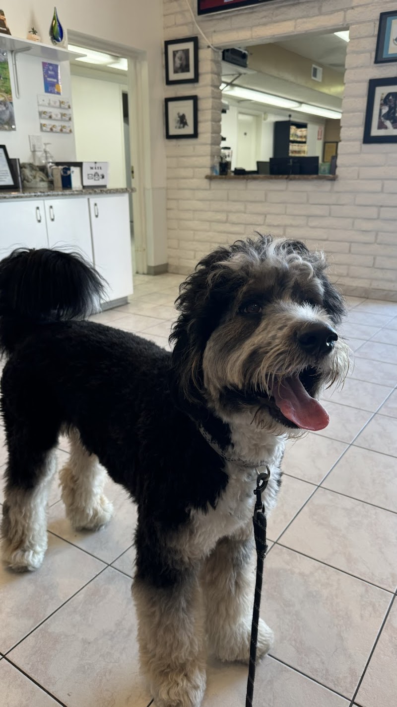 Southern California Veterinary Hospital & Animal Skin Clinic