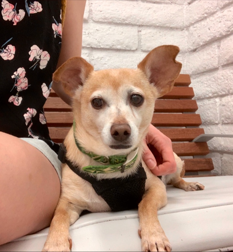 Southern California Veterinary Hospital & Animal Skin Clinic