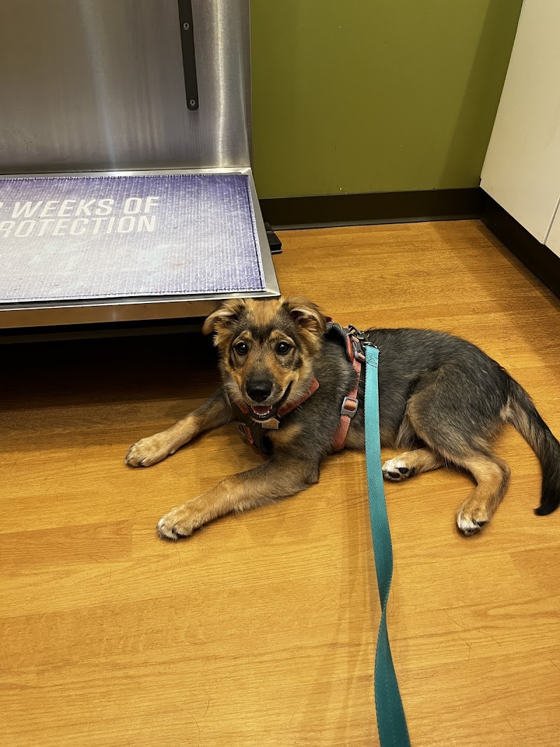 The Animedic Veterinary Hospital