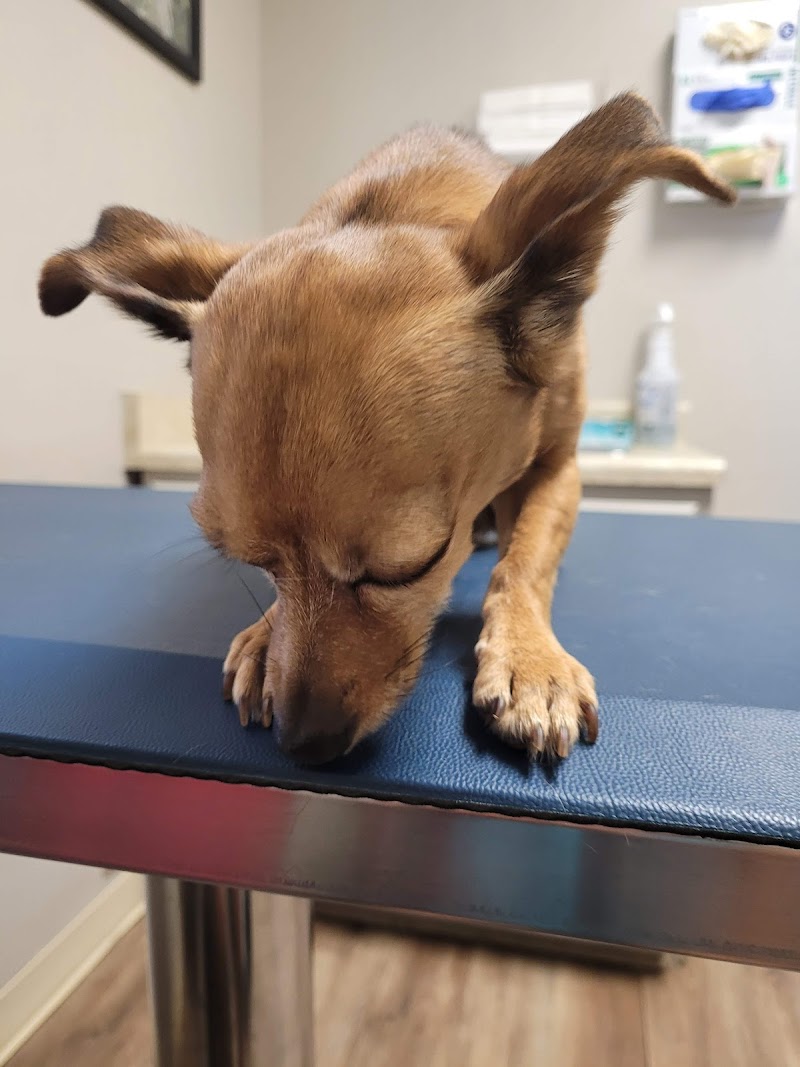 VCA Henderson Pass Animal Hospital