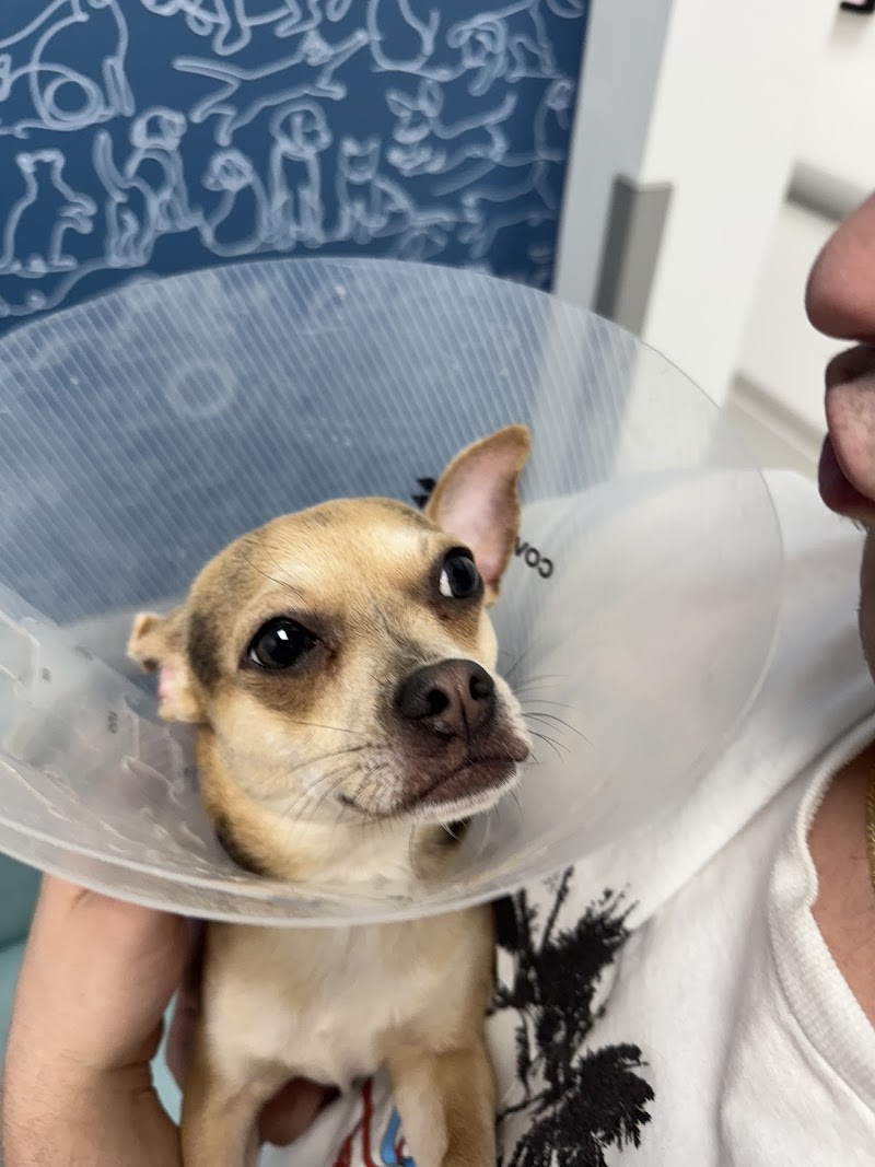 Thrive Pet Healthcare Specialists Miami