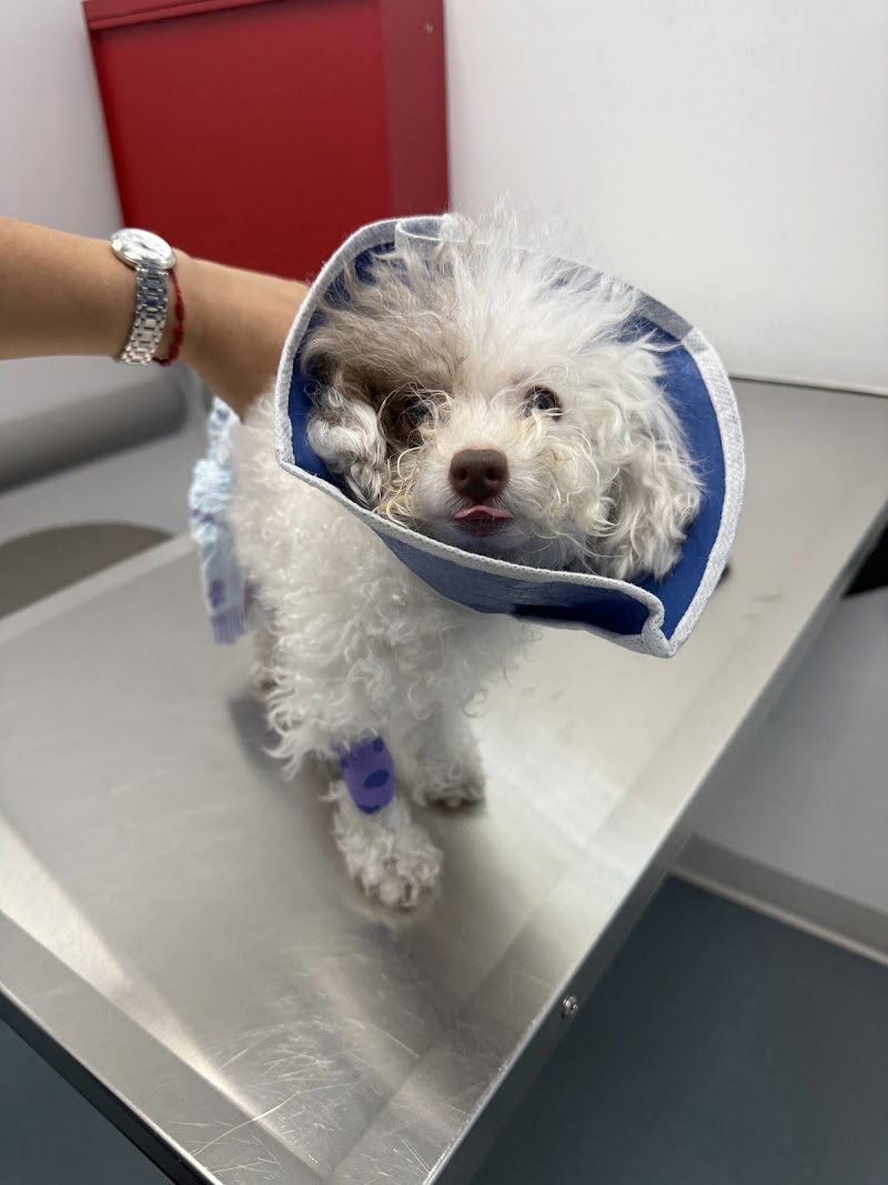 Thrive Pet Healthcare Specialists Miami