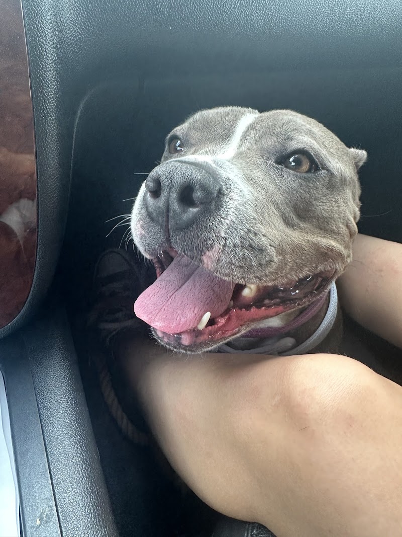 Thrive Pet Healthcare Specialists Miami