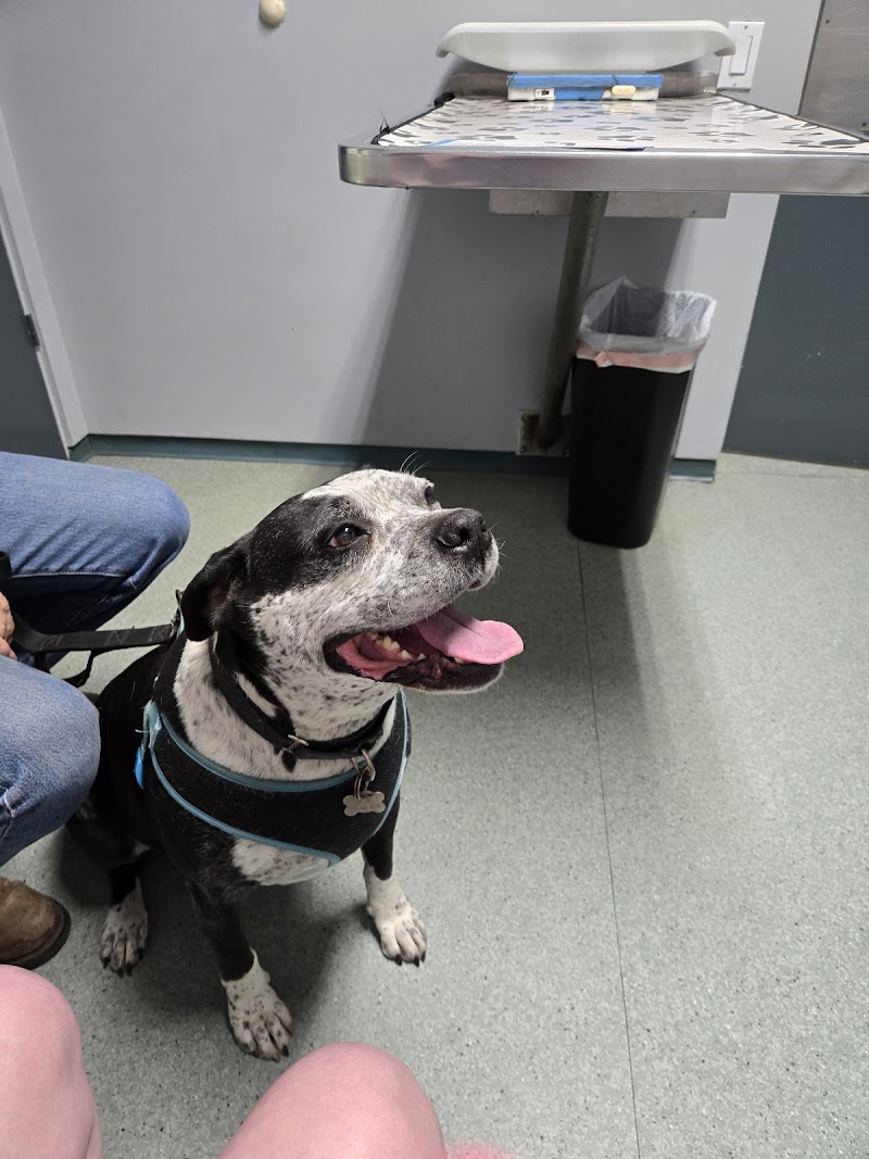 Colina Veterinary Hospital