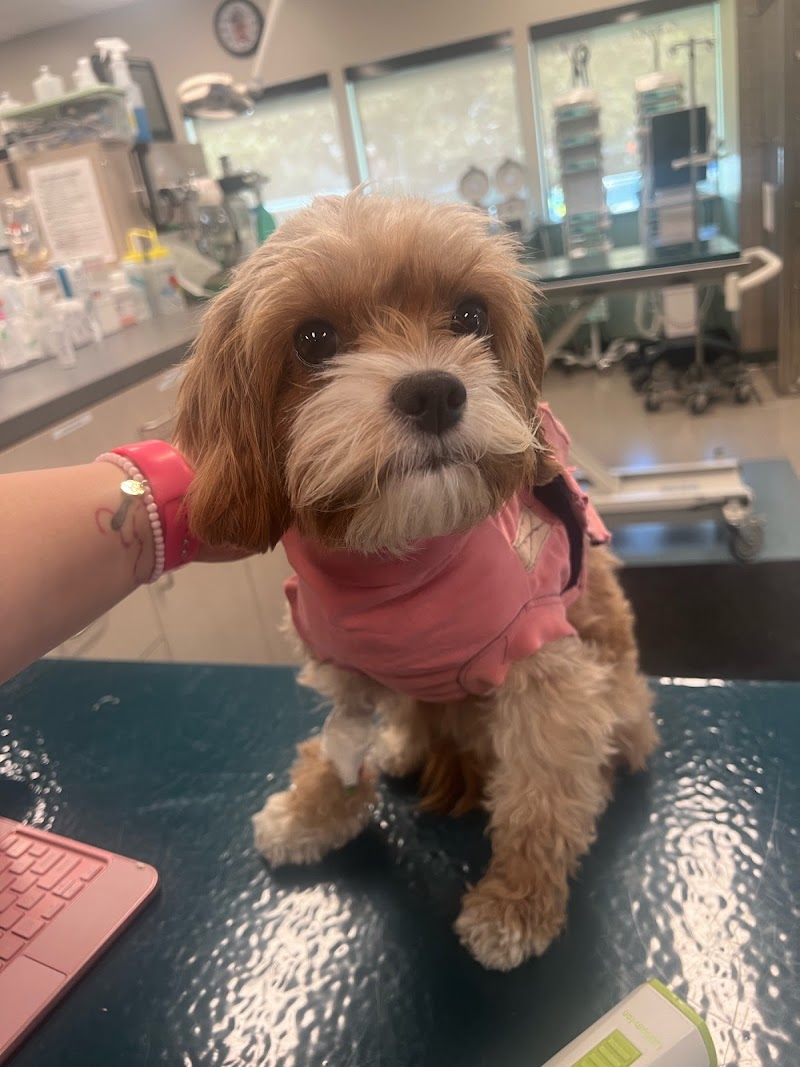 SAGE Veterinary Centers - Concord