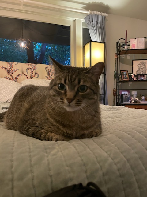 SAGE Veterinary Centers - Concord