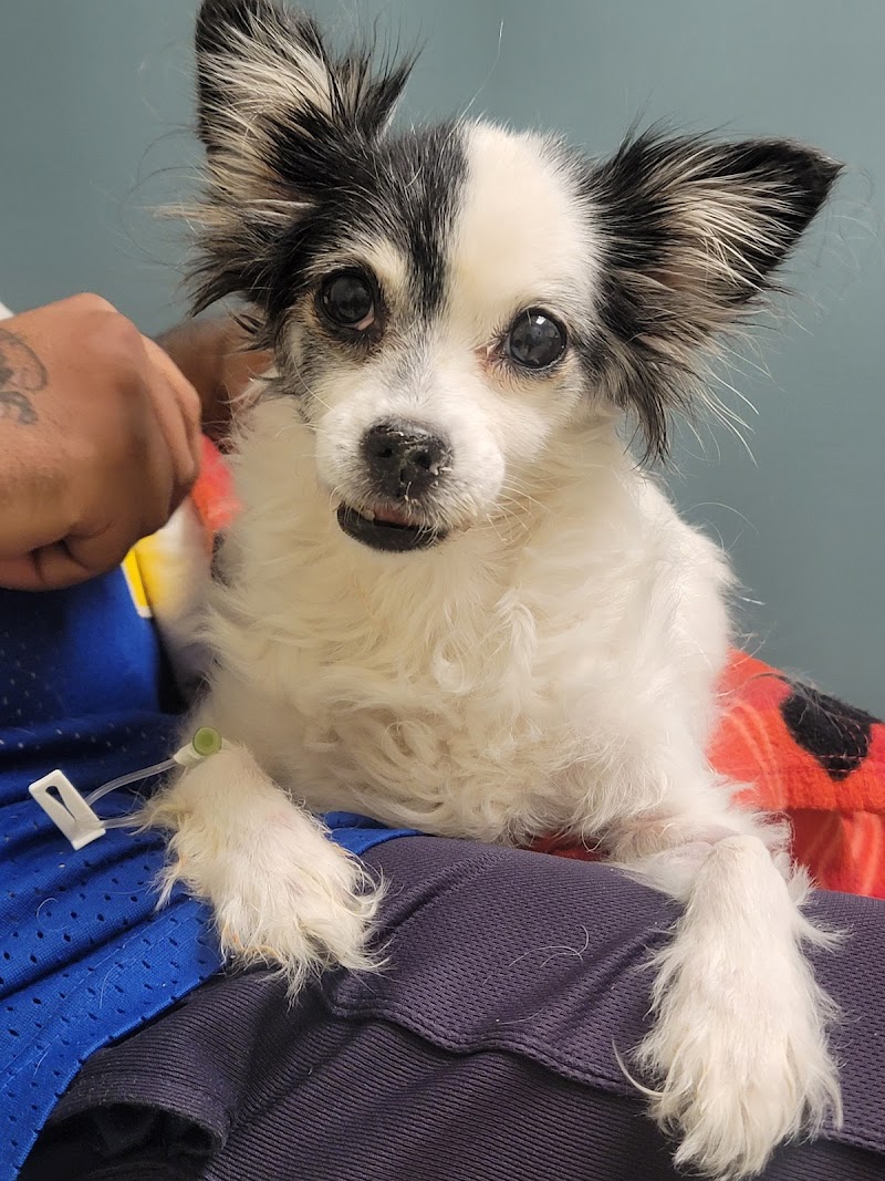 SAGE Veterinary Centers - Concord