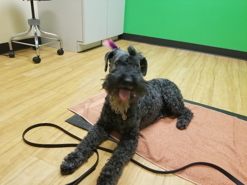 B Street Veterinary Hospital