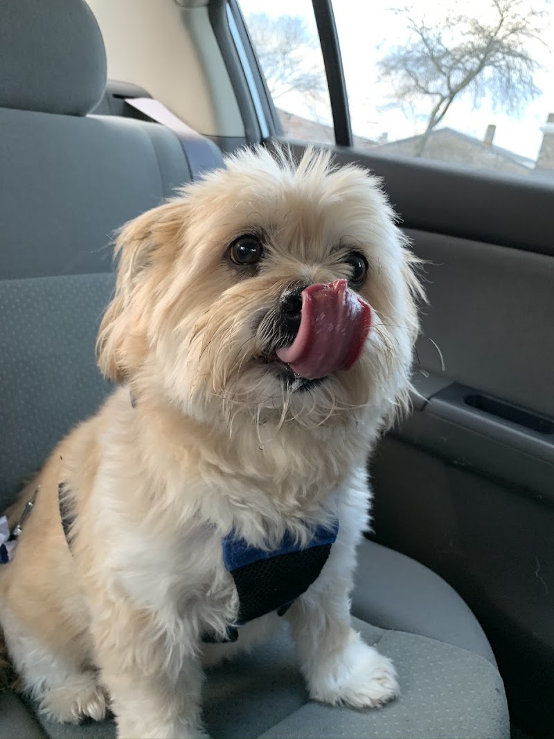 Hello Ralphie Online Veterinarian