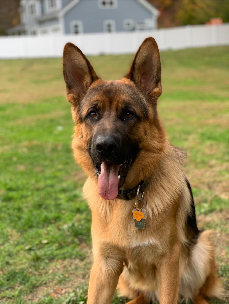 Hello Ralphie Online Veterinarian