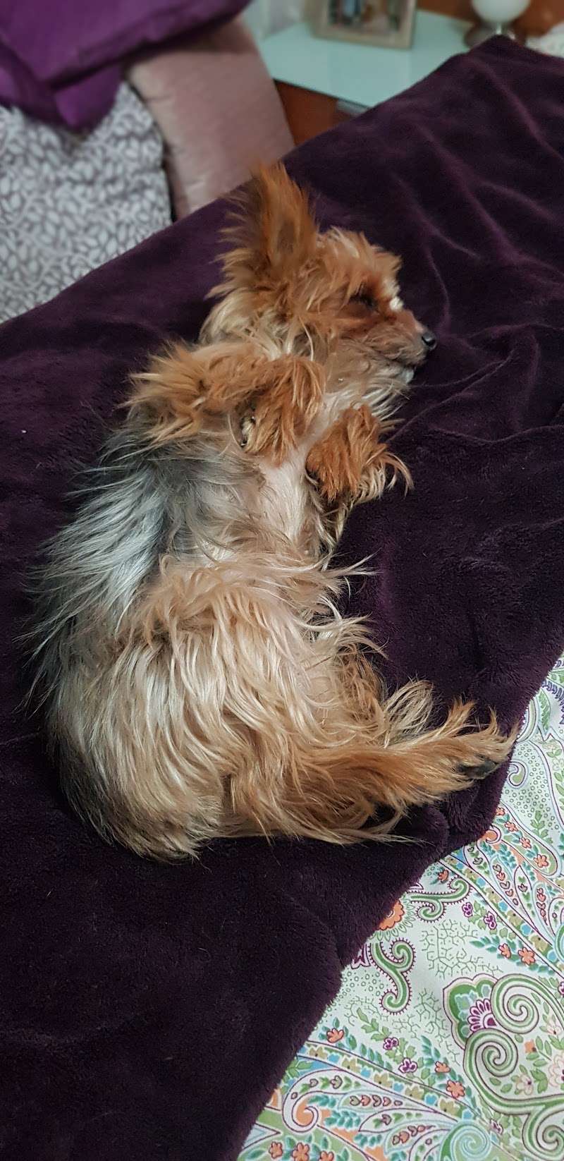 Clínica Veterinària Sant Andreu - Riera Alta