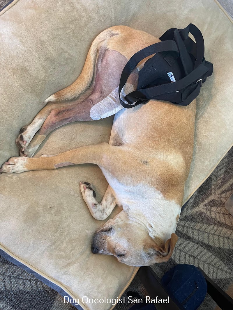 Golden Gate Veterinary Specialists - Veterinary Dermatology, Surgery, Oncology and Internal Medicine