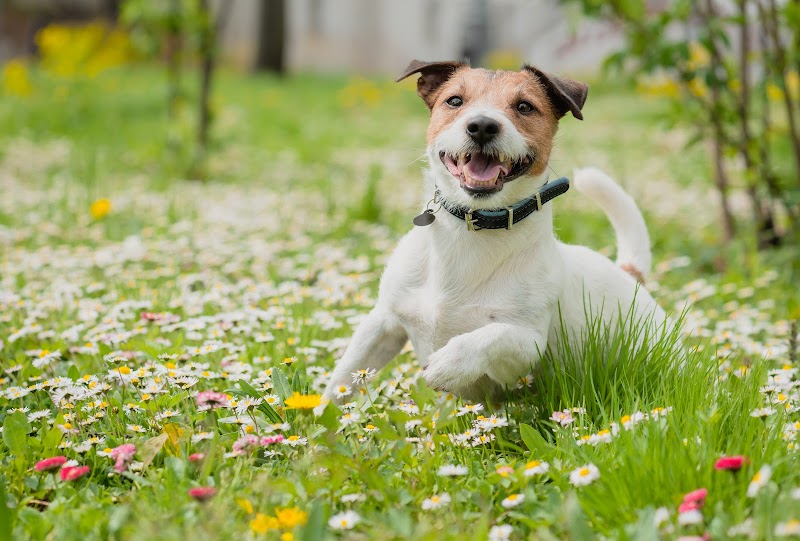 Golden Gate Veterinary Specialists - Veterinary Dermatology, Surgery, Oncology and Internal Medicine - San Rafael