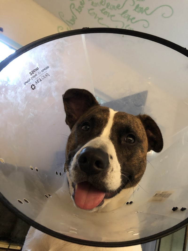 VCA Knowles Central Animal Hospital