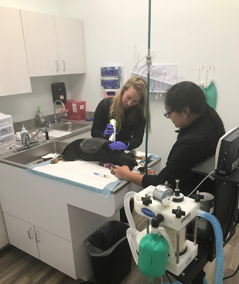 Specialists in Companion Animal Neurology (SCAN) - Clearwater - Houston