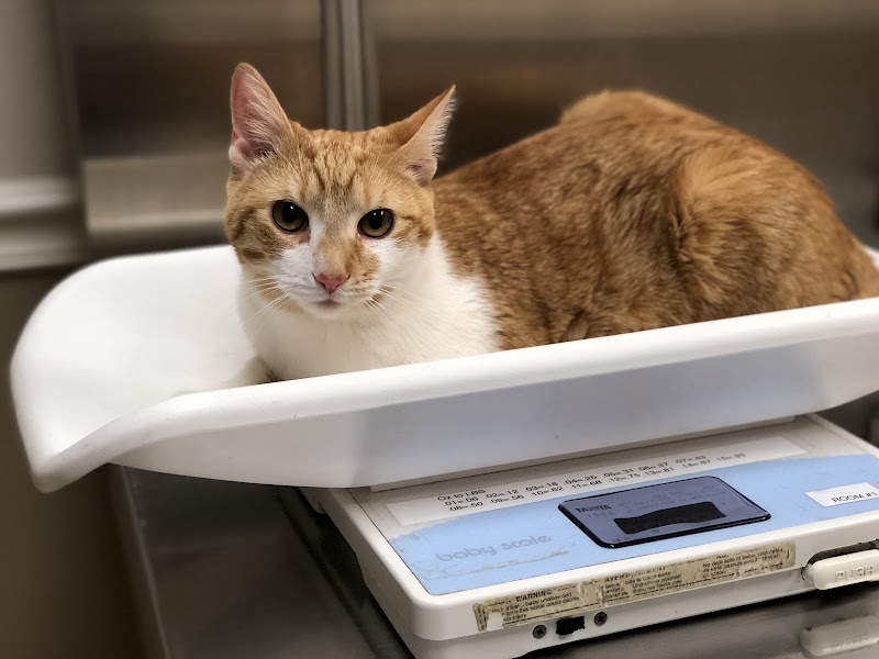 Mt Airy Animal Hospital - Philadelphia