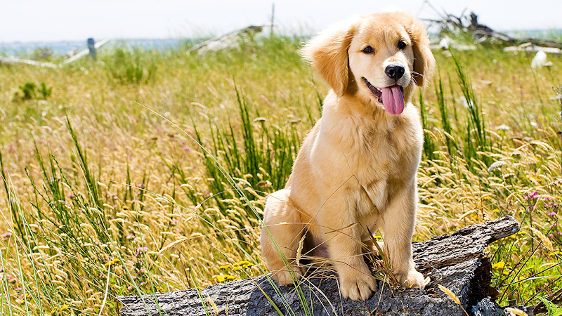 Mt Airy Animal Hospital