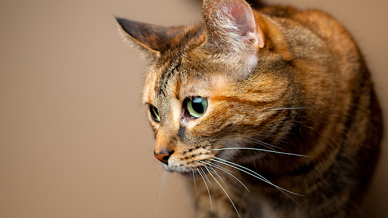 Mt Airy Animal Hospital