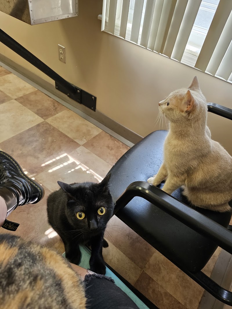 Mt Airy Animal Hospital