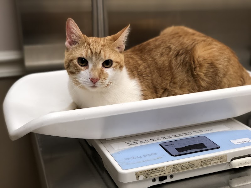 Mt Airy Animal Hospital