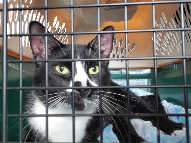 City Cat Vets