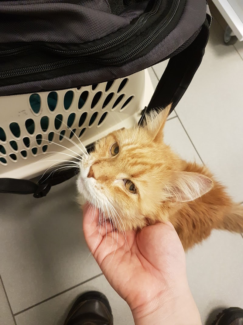City Cat Vets