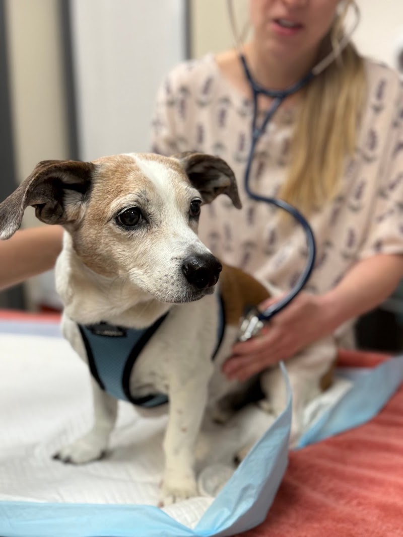 VCA Los Angeles Veterinary Specialists