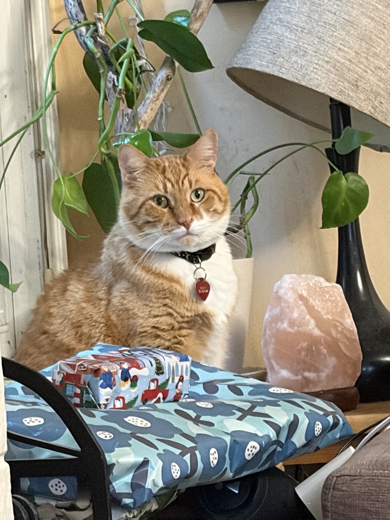 Powell Veterinary Center - Portland