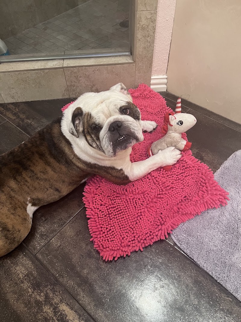 Brittmoore Animal Hospital