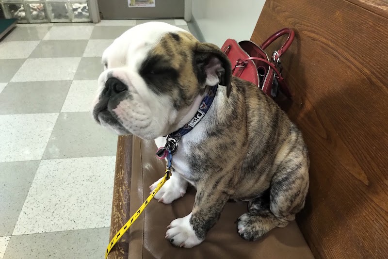 Brittmoore Animal Hospital