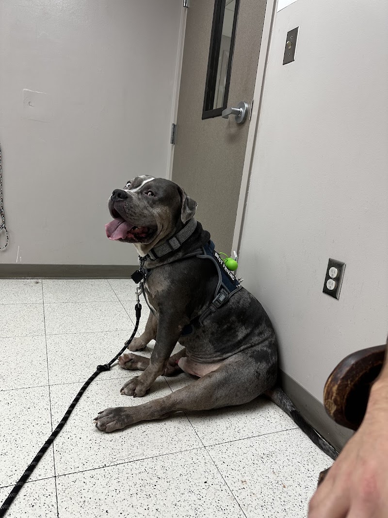 Brittmoore Animal Hospital