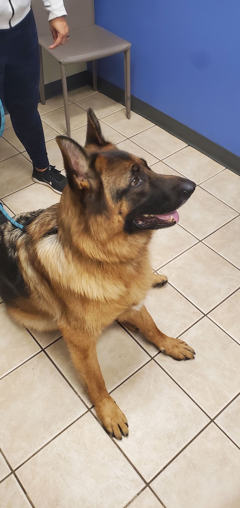 Eastlake Veterinary Hospital