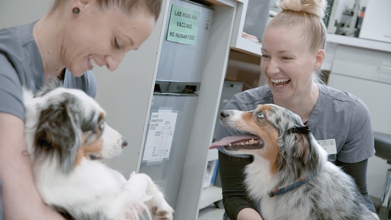 Cardiff Animal Hospital