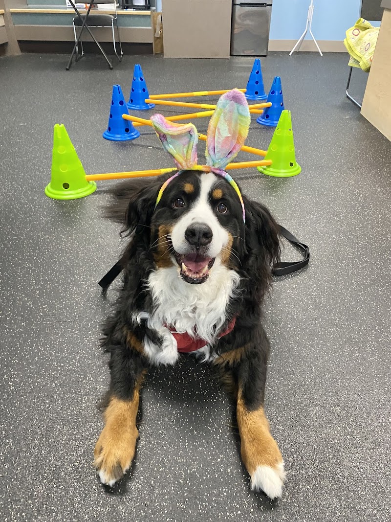 WAG: Whole Animal Gym