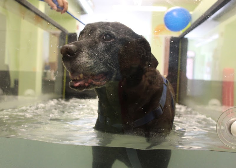 WAG: Whole Animal Gym