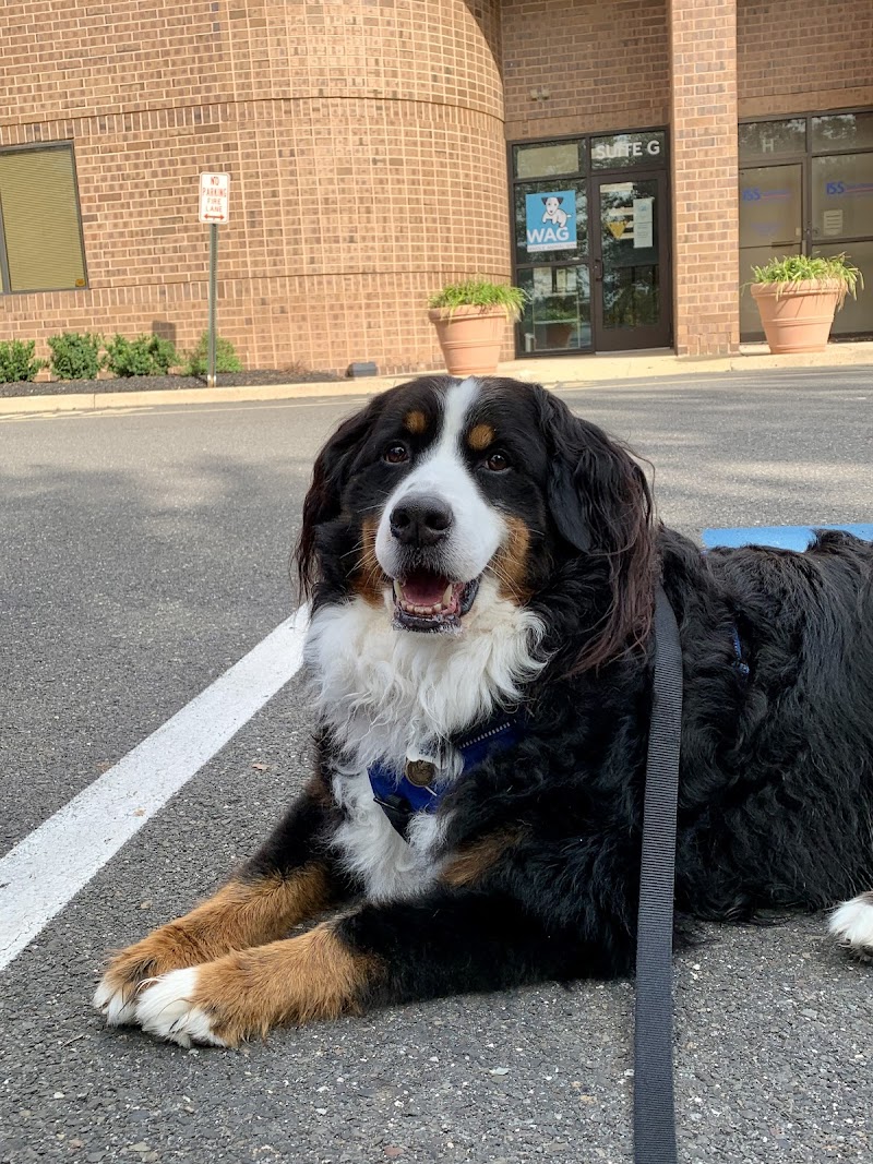 WAG: Whole Animal Gym
