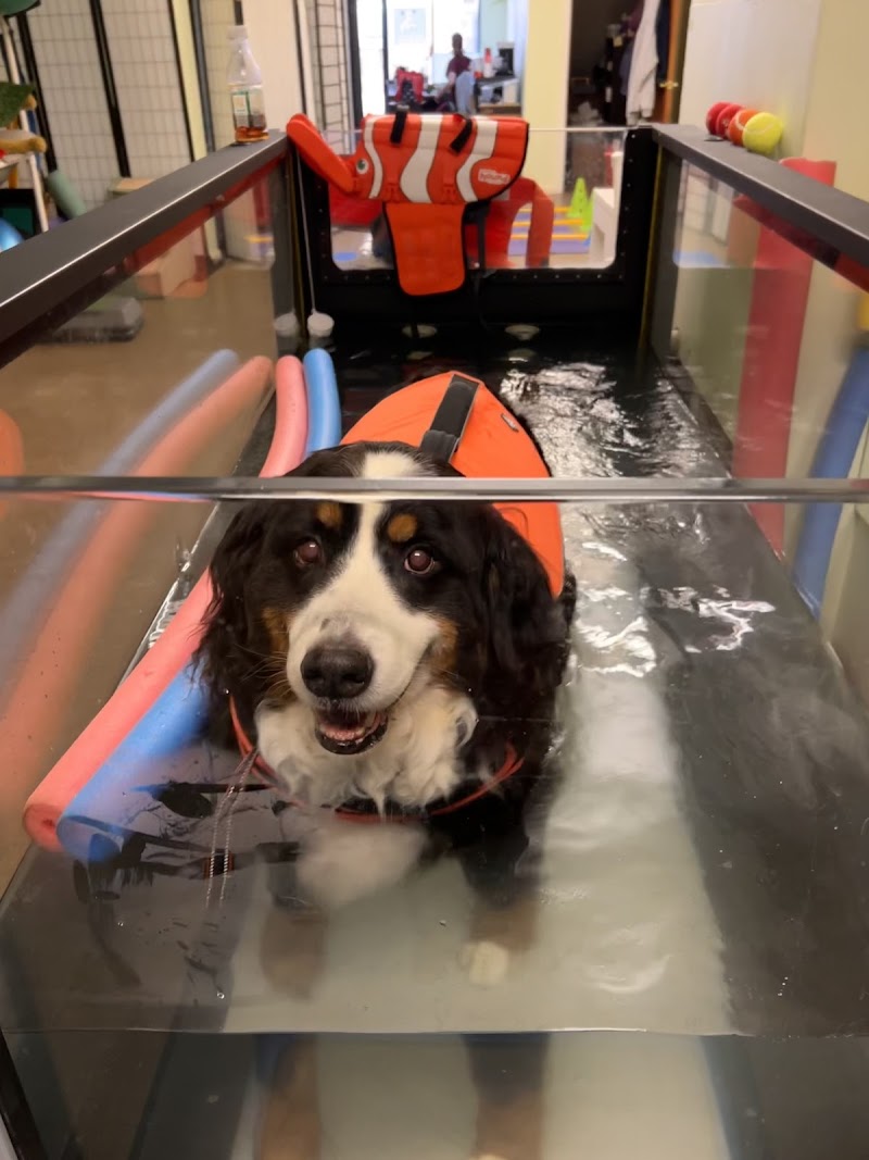WAG: Whole Animal Gym