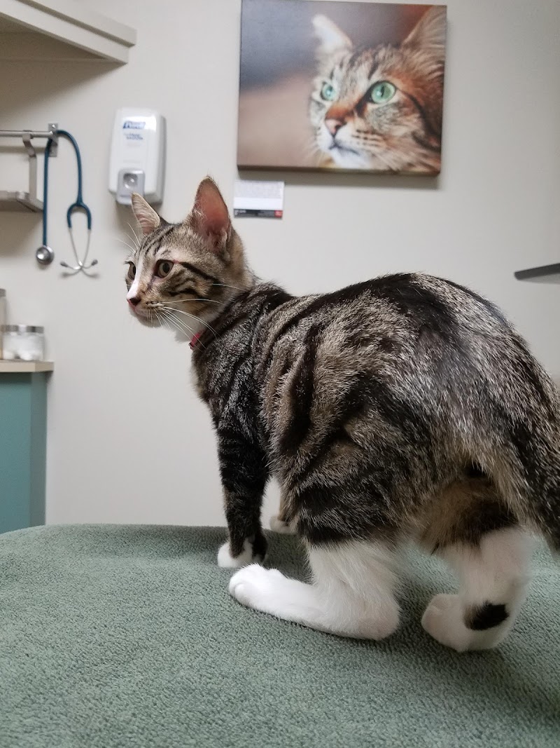 Northwest Veterinary Hospital